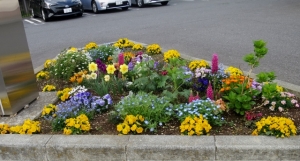 柴又4丁目の花壇 その2