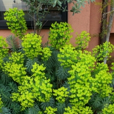 柴又街道の花 その4