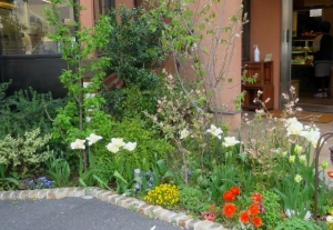 柴又街道の花 その5