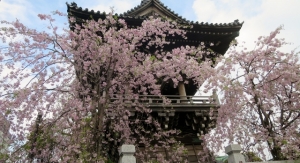 帝釈天のさくら