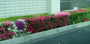 柴又街道の花 その7