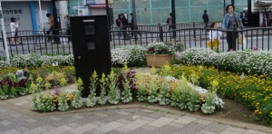 金町駅南口の花壇