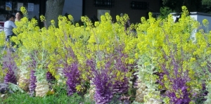 水元公園の葉ボタンの花