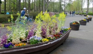 水元公園の葉ボタンの花