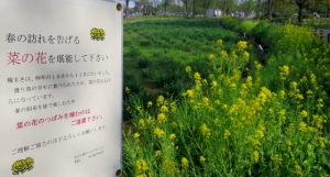 水元公園の菜の花