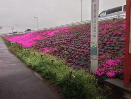 江戸川堤の芝桜