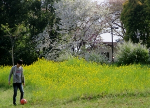 水元公園の菜の花