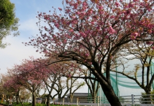 水元公園のさくら