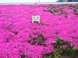 江戸川堤の芝桜