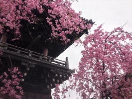 柴又帝釈天の枝垂桜