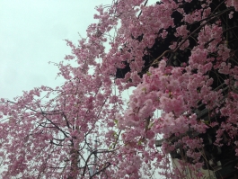 柴又帝釈天の枝垂桜