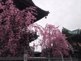 柴又帝釈天の枝垂桜