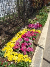 小松の花こみち花壇