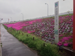 江戸川堤の芝桜