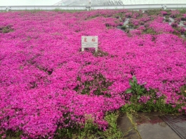 江戸川堤の芝桜