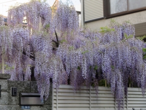 藤の花も見ごろ