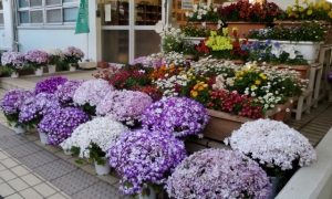 原田小学校の花壇