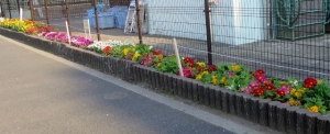 原田小学校の花壇