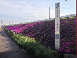 江戸川堤の芝桜