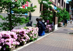 金町のつつじの花