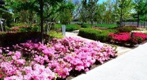 金町のつつじの花