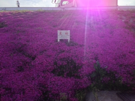 江戸川堤の芝桜