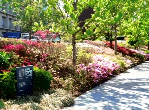 金町のつつじの花