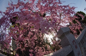 柴又帝釈天の枝垂桜 １