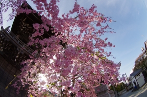 柴又帝釈天の枝垂桜 ２