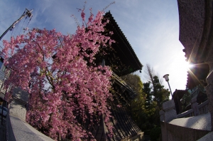 柴又帝釈天の枝垂桜