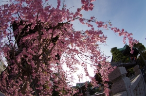 柴又帝釈天の枝垂桜 ４