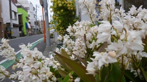 道端の植物園