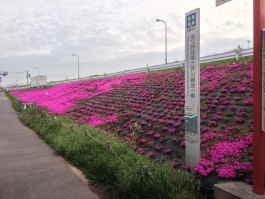 江戸川堤の芝桜