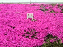 江戸川堤の芝桜