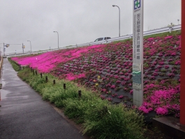 江戸川堤の芝桜