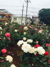 西亀有せせらぎ公園の薔薇満開！