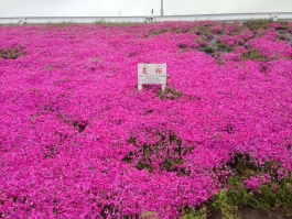 江戸川堤の芝桜