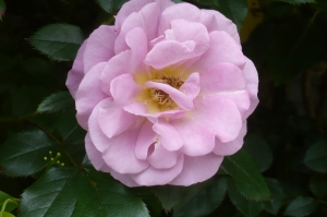 美しき５月の薔薇（５）