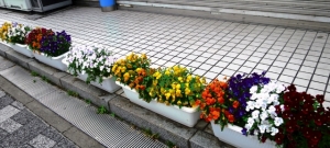 金町駅南口の、もう一つの花壇