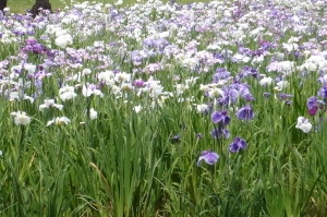 水元公園の花菖蒲(1)