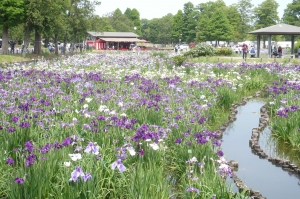 水元公園の花菖蒲(2)