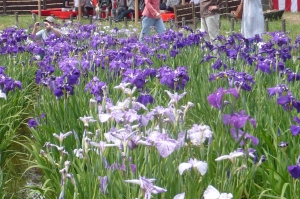 水元公園の花菖蒲(3)