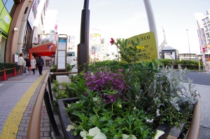 あきないの花こみちの花壇