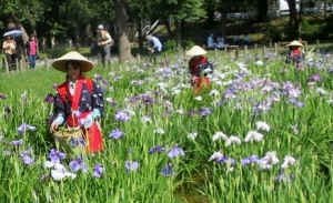 花菖蒲まつり