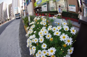 あきないの花こみちの花壇