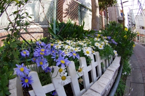 東京聖栄大学の花壇