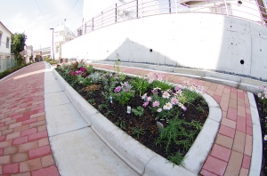 中町緑道の花壇