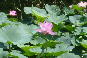 ハスの季節（水元公園）