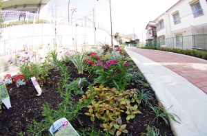 中町緑道の花壇