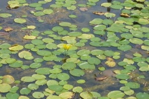 ごんぱち池を知ってますか？